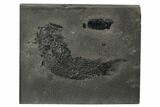 Devonian Lobe-Finned Fish (Osteolepis) Pos/Neg - Scotland #177084-1